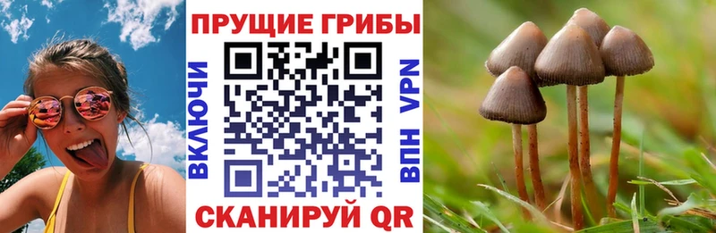 Псилоцибиновые грибы MAGIC MUSHROOMS  Купить закладки  Ладушкин 